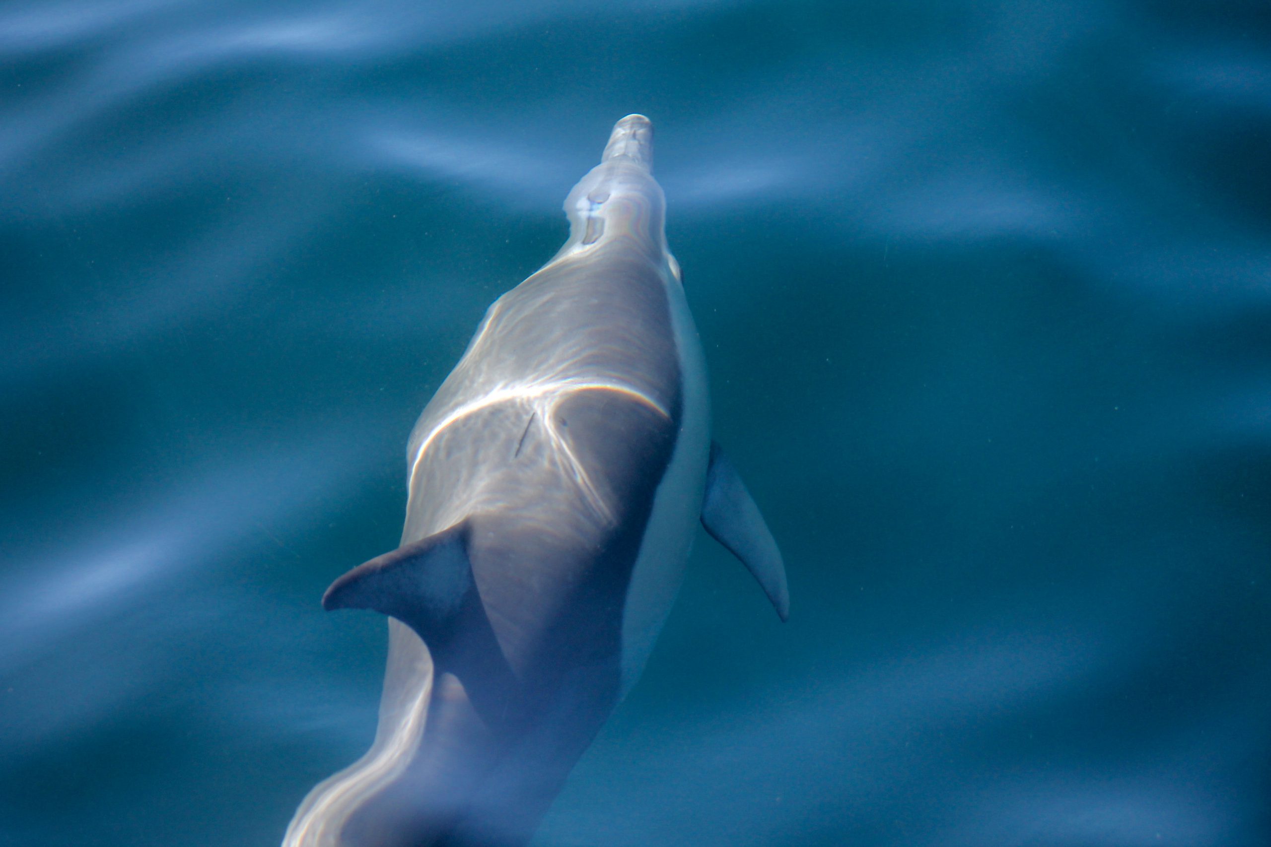 Other Five Fascinating Animals You Might See on a Whale Watching Trip