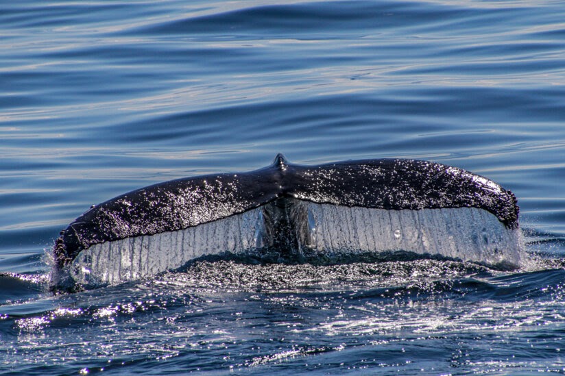 Protecting whales to protect the planet: How whale poop helps feed the ocean