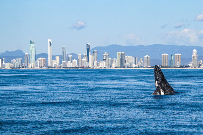 Day in the life of a whale: Exploring whale behaviours