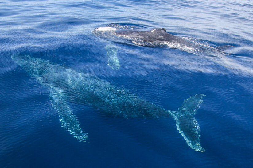 But do they get hungry? How is whale migration possible?