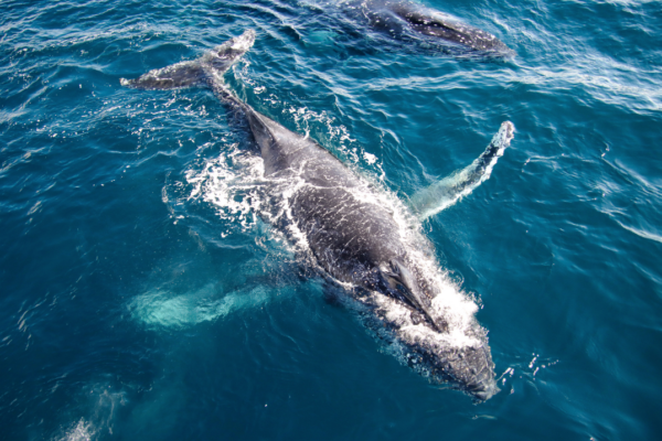 humpback whale surfacing in blue water